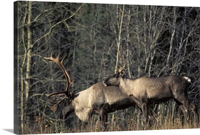 Endangered woodland caribou, bull and a cow, Southern Yukon, Canada