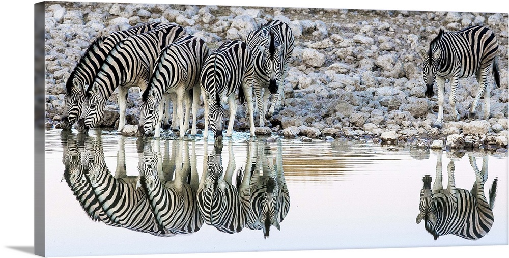 Etosha National Park, Etosha, Namibia, Africa. Reflections Zebras at a watering hole.