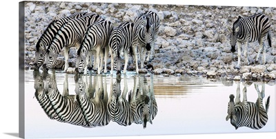 Etosha, Namibia, Africa. Reflections Zebras at a watering hole