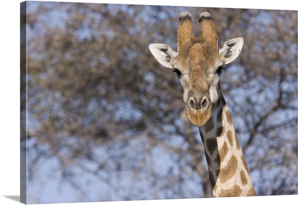 Etosha National Park, Namibia. Cloe-up of a giraffe.
