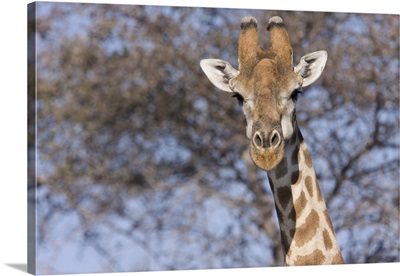 Etosha National Park, Namibia, Cloe-up of a giraffe