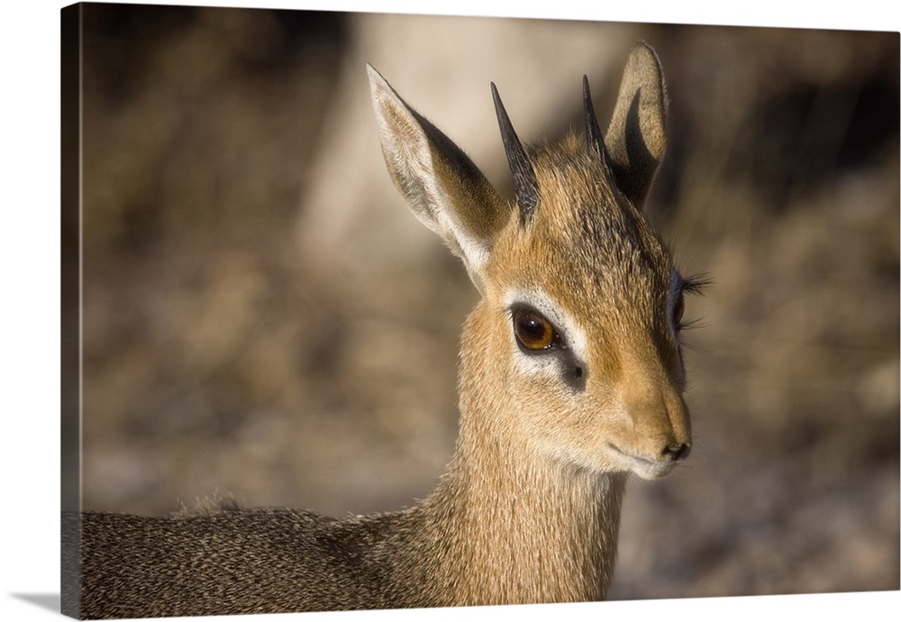 Etosha National Park, Namibia. Close-up view of a Kirk's Dik-dik.