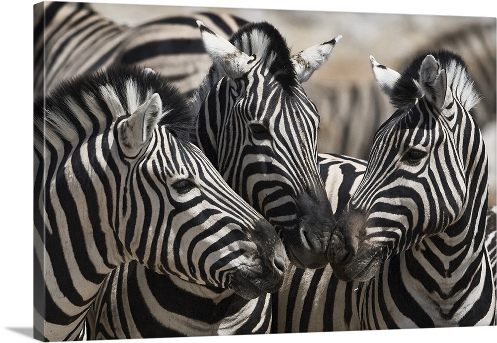 Etosha National Park. Namibia. Three Plains Zebra touching noses.