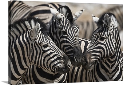 Etosha National Park, Namibia, Three Plains Zebra touching noses