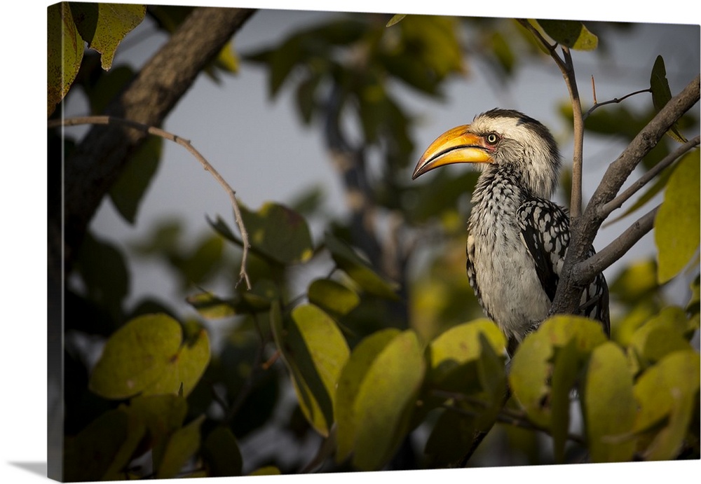 Etosha National Park, Namibia, Africa. Yellow-billed hornbill perched in a tree.