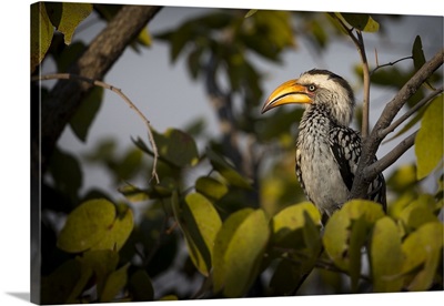 Etosha National Park, Namibia, Yellow-billed hornbill perched in a tree