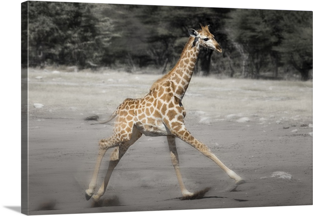 Etosha National Park, Namibia. Young Giraffe running. Digitally Altered.