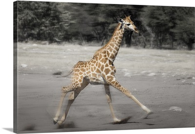 Etosha National Park, Namibia, Young Giraffe running, Digitally Altered