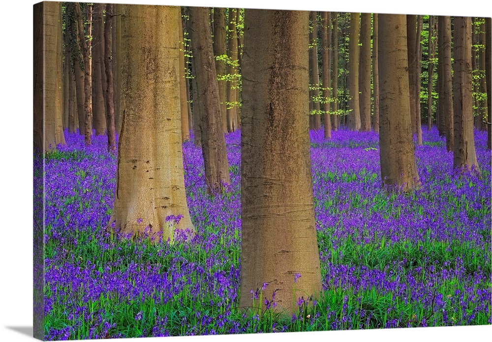 Europe, Belgium. Hallerbos Forest with trees and bluebells. Credit: Jim Nilsen