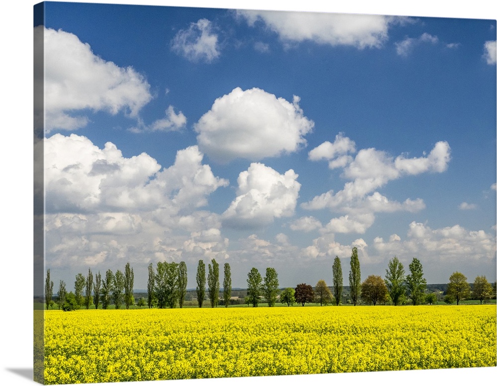 Europe, Czech Republic. Canola field and tree line.