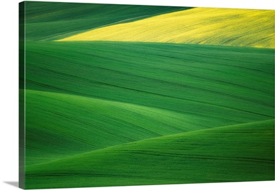 Europe, Czech Republic, Moravia Wheat And Canola Fields