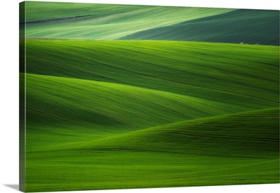 Europe, Czech Republic, Moravia Wheat Fields
