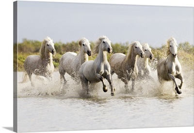 Europe, France, A Group Of Camargue Horses Running Through Swampy Water