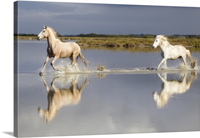 Europe, France, Group Of Camargue Horses Running Through Water With Reflections