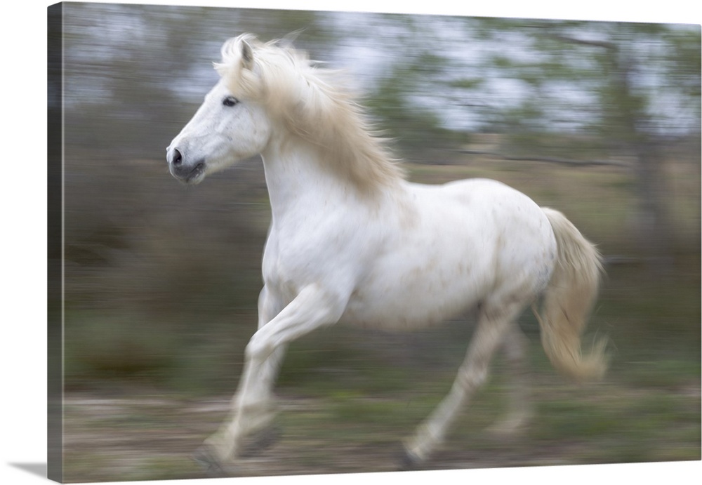 Europe, France, The Camargue, Saintes-Maries-de-la-Mer, Camargue horse, Equus ferus caballus camarguensis. Running Camargu...