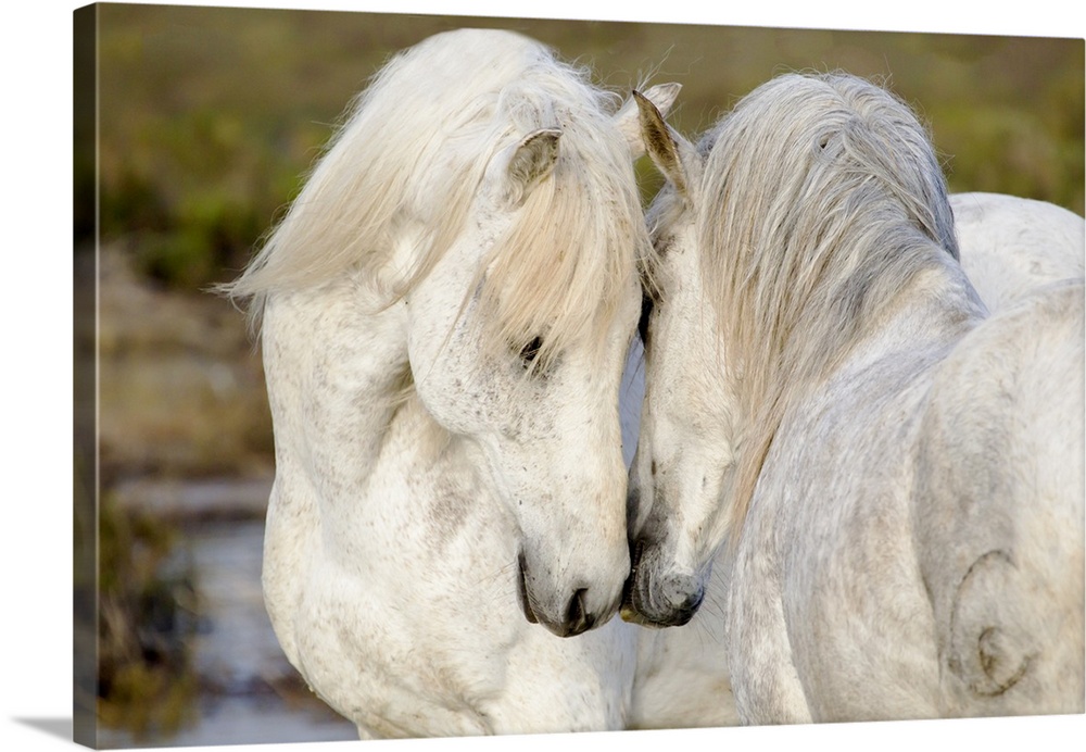Europe, France, The Camargue, Saintes-Maries-de-la-Mer, Camargue horses, Equus ferus caballus camarguensis. Two Camargue s...