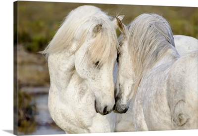 Europe, France, The Camargue, Two Camargue Stallions Interacting