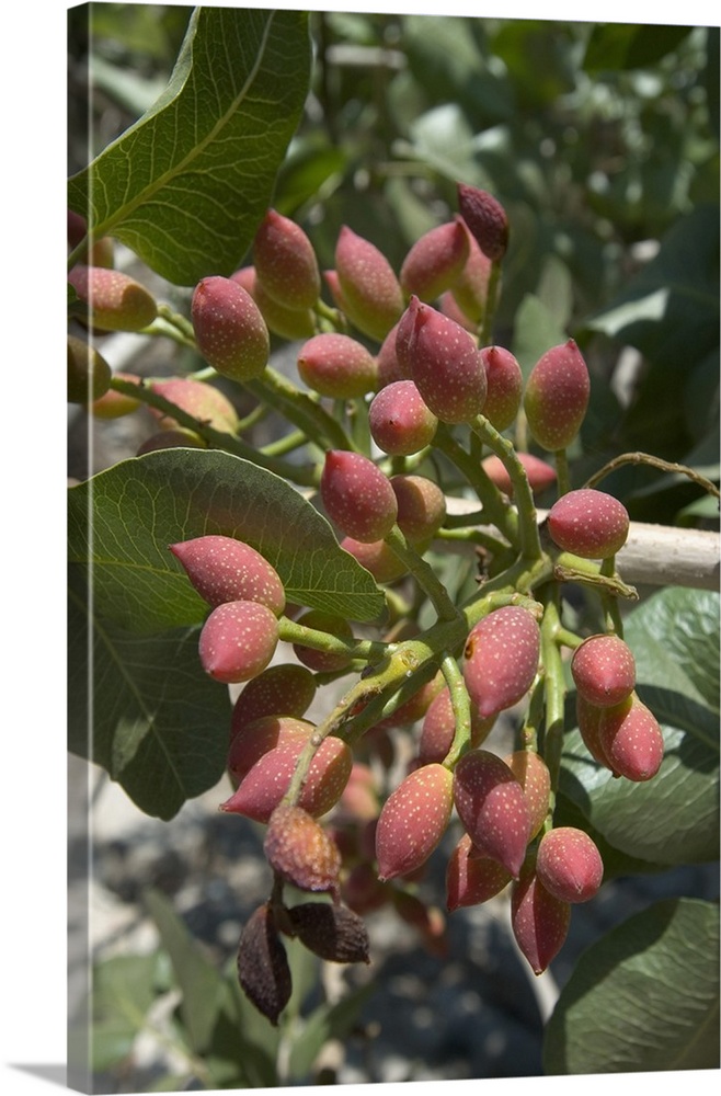 Europe, Greece, Dodecanese Islands, Tilos: pistacchio nuts growing on tree