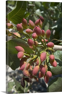 Europe, Greece, Dodecanese Islands, Tilos: Pistacchio Nuts Growing On Tree