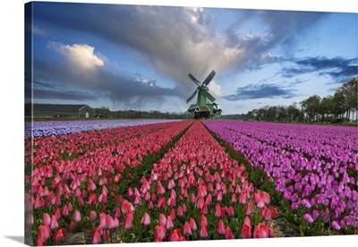 Europe, Holland, Composite Of Windmill And Rows Of Tulips