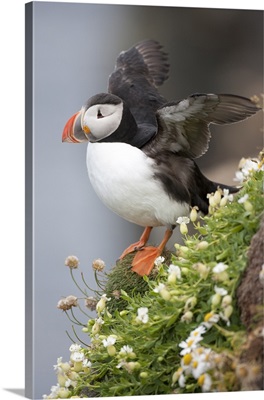 Europe, Iceland, Breidavik, Puffin Amid Flowers On A Cliff