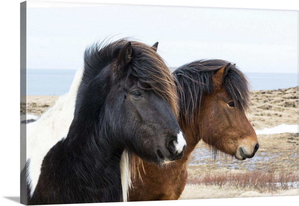 Europe, Iceland, North Iceland, near Akureyri. Icelandic horses have thick manes and coats that protect them from the cold.