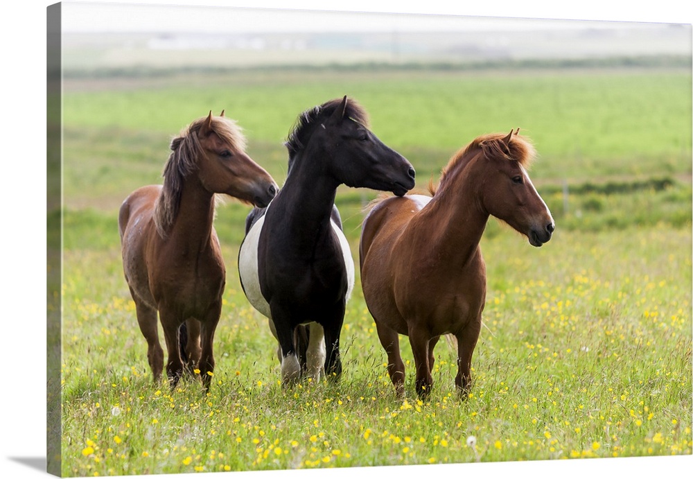 Europe, Iceland, Southwest Iceland. Icelandic horses enjoy a wildflower strewn field.