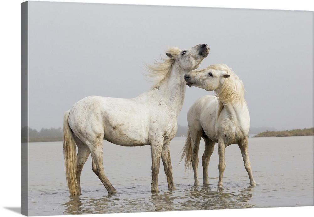 Europe, France, The Camargue, Saintes-Maries-de-la-Mer, Camargue horses, Equus ferus caballus camarguensis. Two Camargue s...