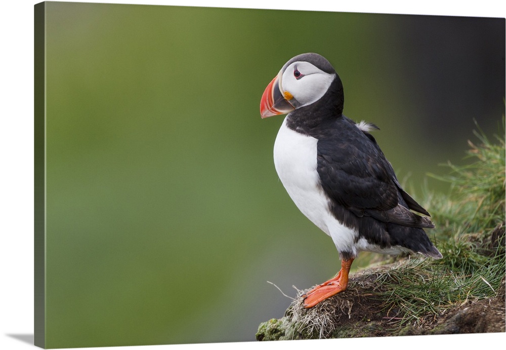 Europe, Iceland, Westfjords, Atlantic puffins, Fratercula arctica. Atlantic puffin looking over a grassy hillside.