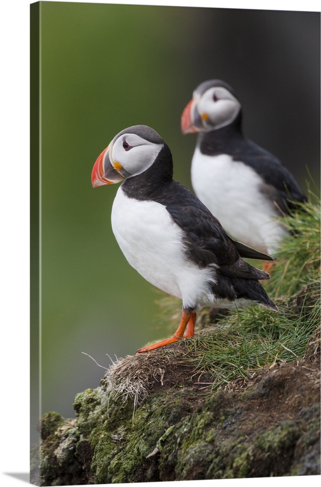 Europe, Iceland, Westfjords, Atlantic puffins, Fratercula arctica. A group of Atlantic puffins on a steep grassy hillside.