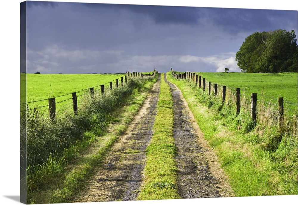 Europe, Ireland. Dirt road in County Roscommon.