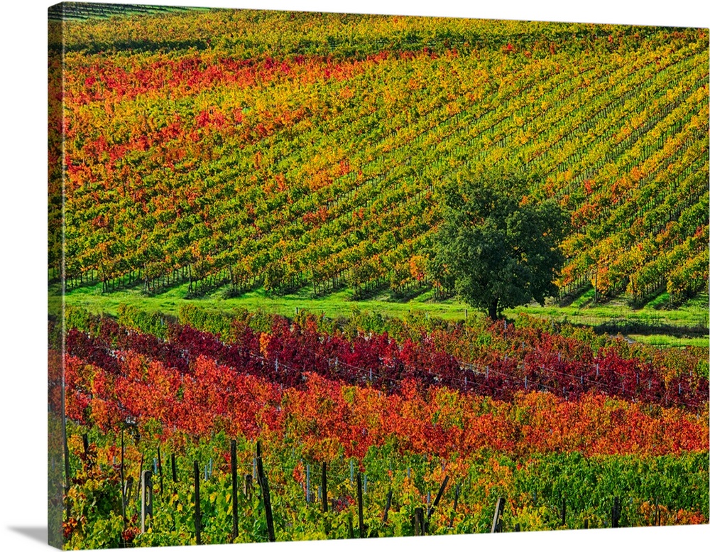 Europe, Italy' Montepulciano, Autumn Vinyards in full color near Montepulciano.