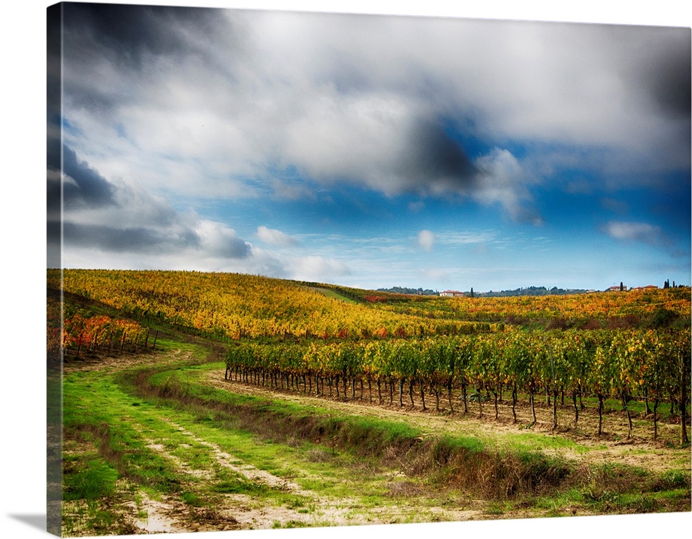 Europe, Italy' Montepulciano, Autumn Vinyards in full color near Montepulciano.