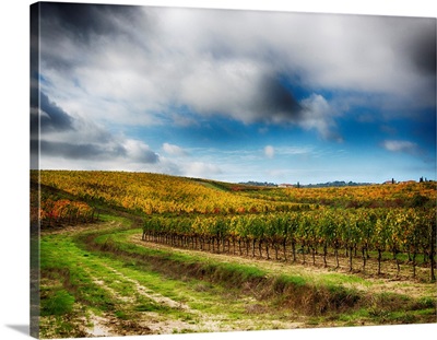 Europe, Italy' Montepulciano, Autumn Vinyards In Full Color Near Montepulciano