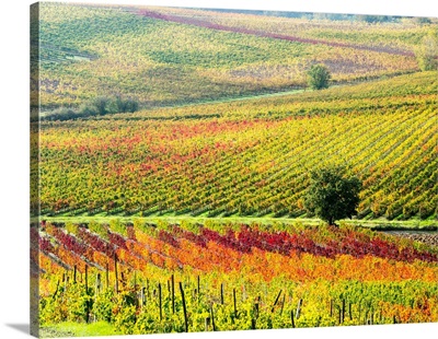 Europe, Italy' Montepulciano, Autumn Vinyards In Full Color Near Montepulciano
