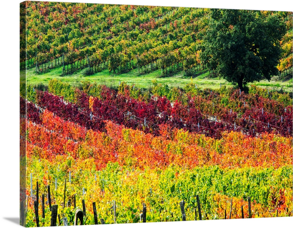 Europe, Italy' Montepulciano, Autumn Vinyards in full color near Montepulciano.