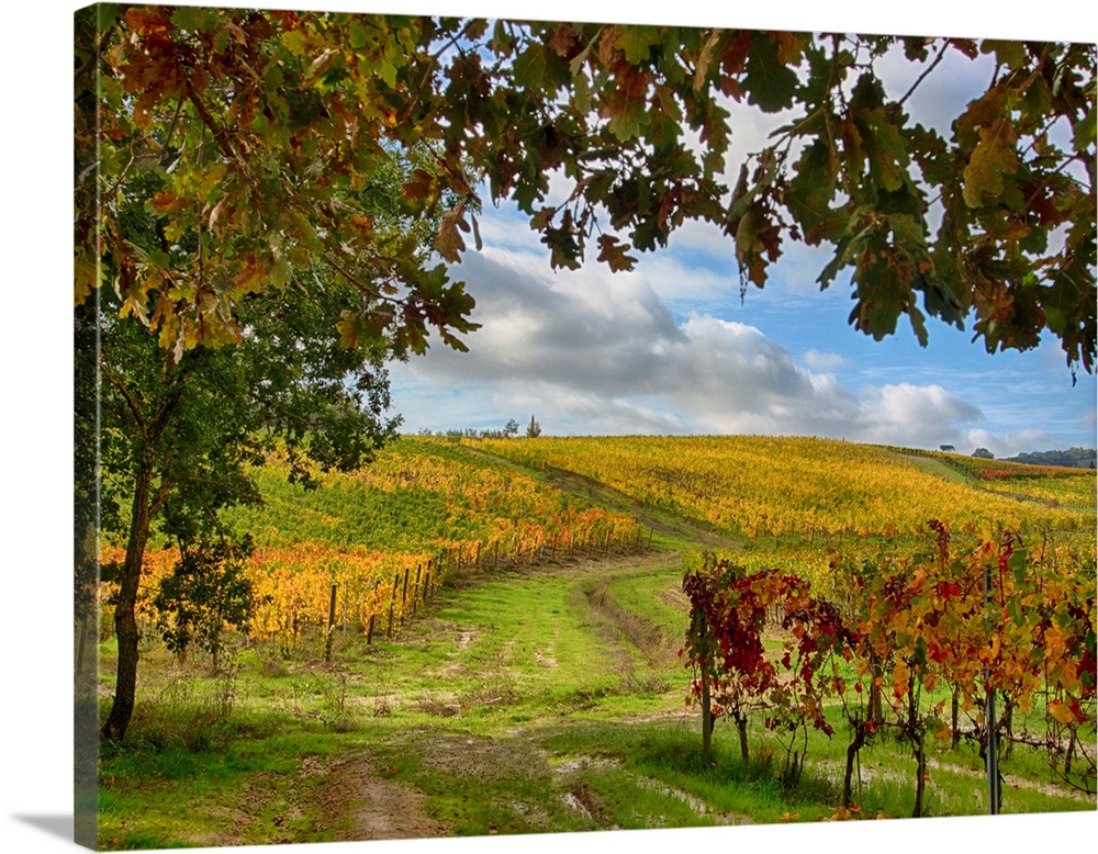 Europe, Italy' Montepulciano, Autumn Vinyards in full color near Montepulciano.