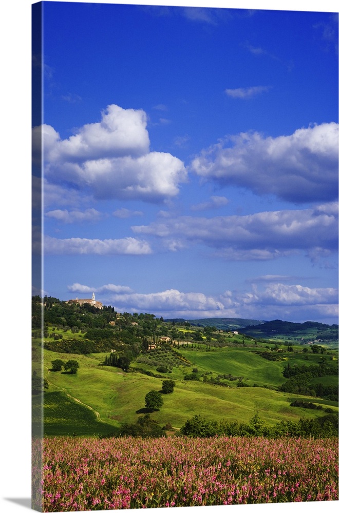 Europe, Italy, Pienza. Hillside flowers and town.