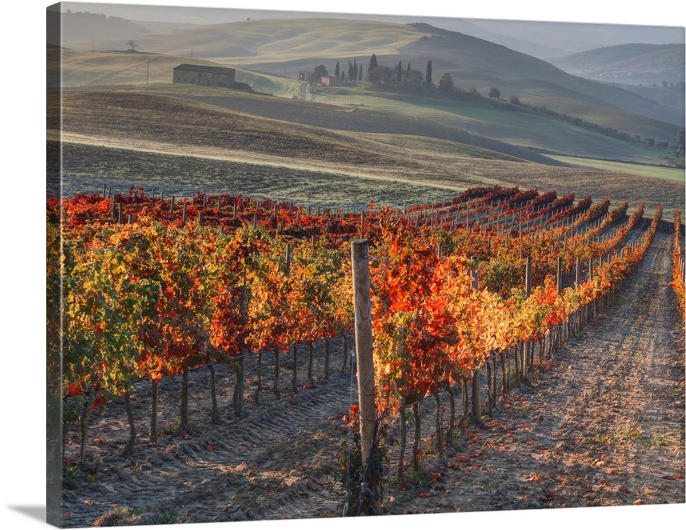 Europe, Italy, San Quirico, Autumn Vinyards in full color near San Quirico.