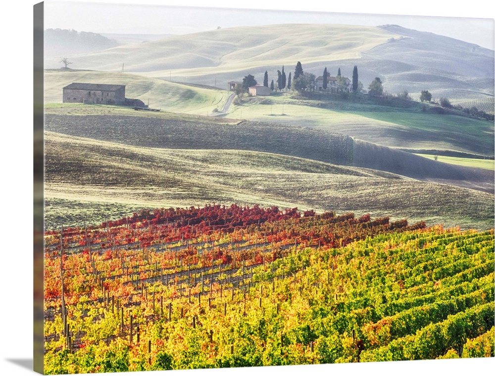 Europe, Italy, San Quirico, Autumn Vinyards in full color near San Quirico.