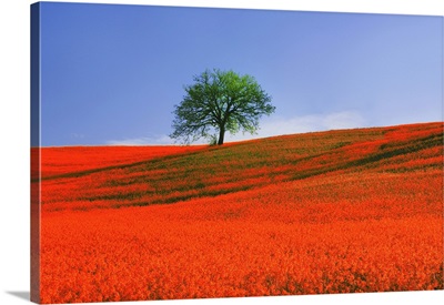 Europe, Italy, Tuscany Abstract Of Oak Tree On Red Flower-Covered Hillside
