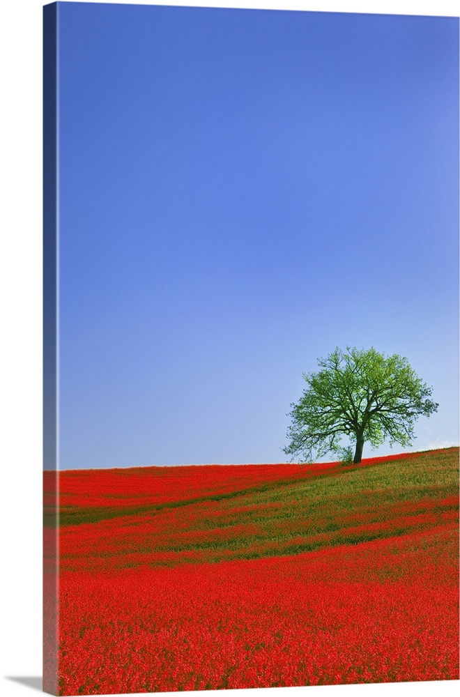 Europe, Italy, Tuscany. Abstract of oak tree on red flower-covered hillside.