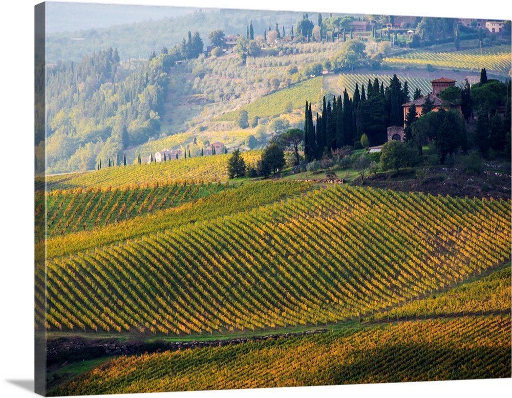 Europe, Italy, Tuscany, Chianti, Autumn Vinyards Rows with Bright Color.