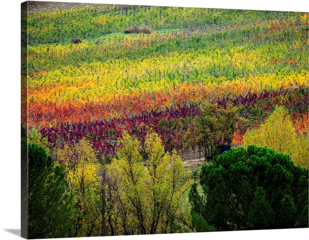 Europe, Italy, Tuscany, Chianti, Autumn Vinyards Rows with Bright Color.