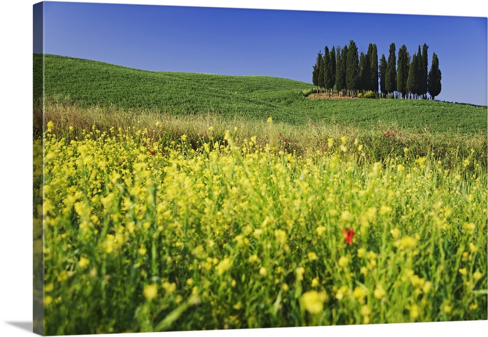 Europe, Italy, Tuscany. Cypress trees and wildflowers on hill.