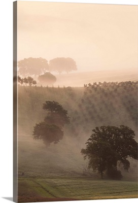 Europe, Italy, Tuscany Fog Drifts Around Vines And Olive Trees At Sunrise