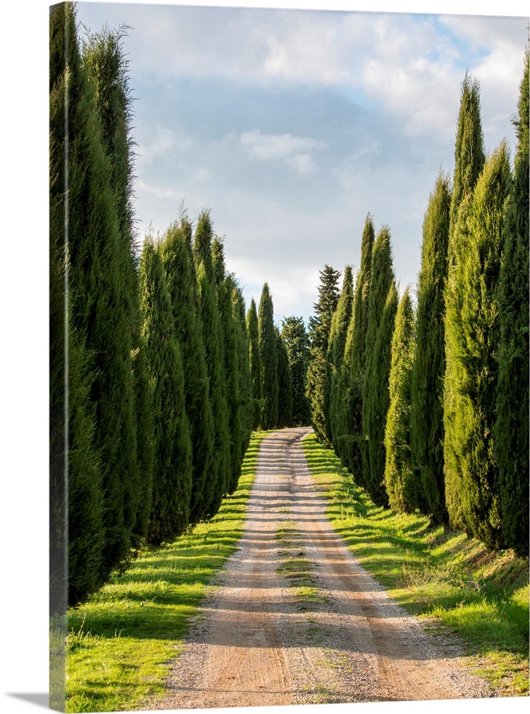 Europe, Italy, Tuscany, Long Driveway lined with Cypress trees.