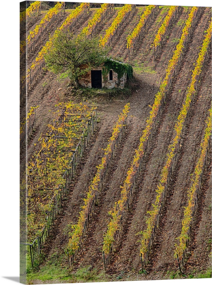 Europe, Italy, Tuscany, Monticiano, Small Shed in Harvest Vineyard.