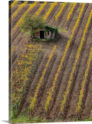 Europe, Italy, Tuscany, Monticiano, Small Shed In Harvest Vineyard