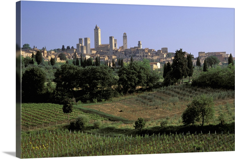 Italy, Tuscany, San Gimignano.  Vineyards